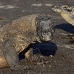dragon_komodo_hsb_rinca_v_2295_kom4664.jpg